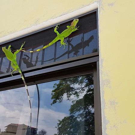 Yellow House 奎波斯城 外观 照片